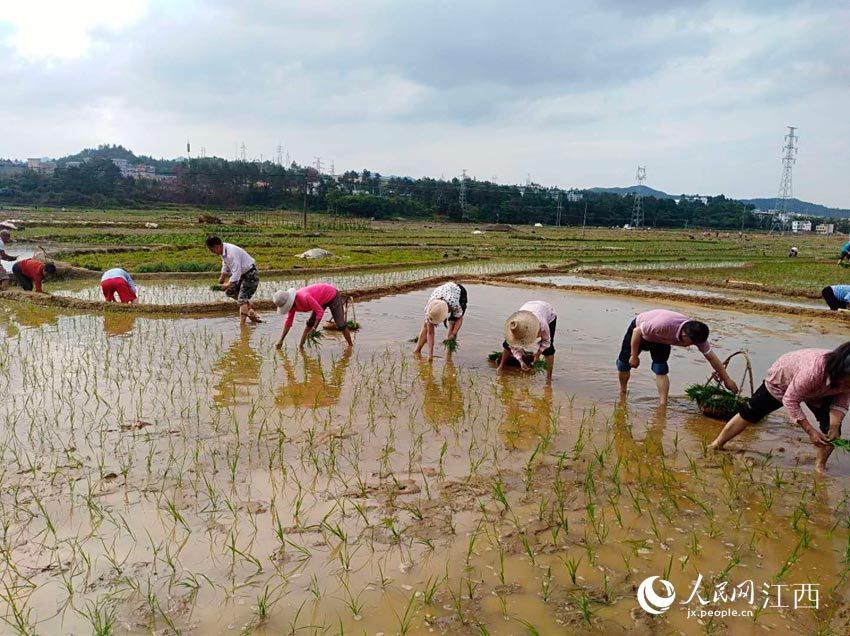  [江西]江西龙南：劳动过节 干部群众同插秧