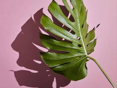  增加@三种植物放在家里，增加湿度，都不用买加湿器了！