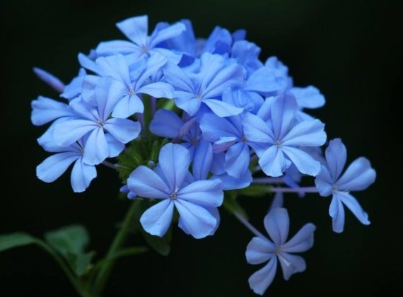  『紫叶酢浆草』盼着雨天来，养这几款“雨淋”花，越淋越旺盛，花朵烂漫迷人眼