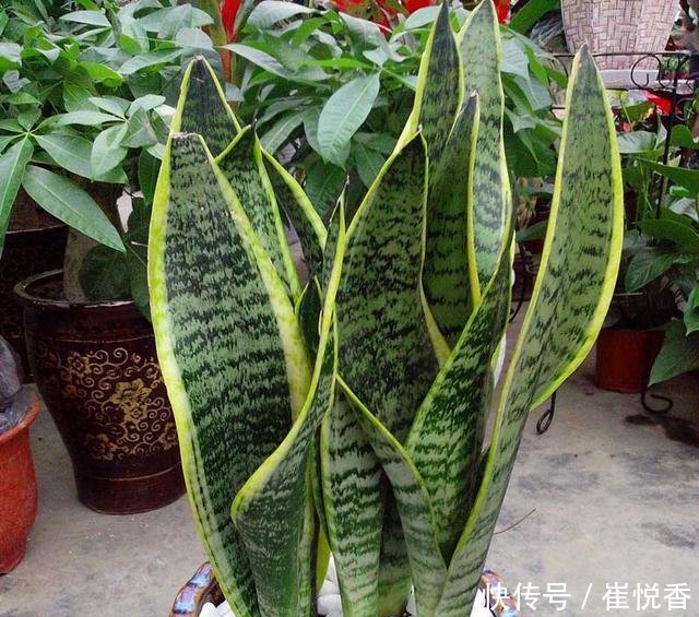  『盆土干透』客厅养的5种花，最怕水，多浇一点点，整盆死翘翘