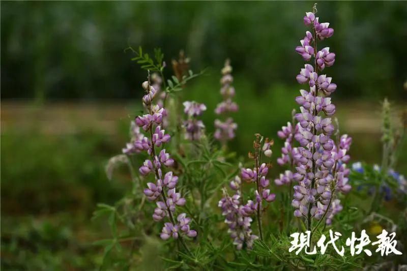  鲁冰花■美爆了！听了无数次的“鲁冰花”，原来长这样……