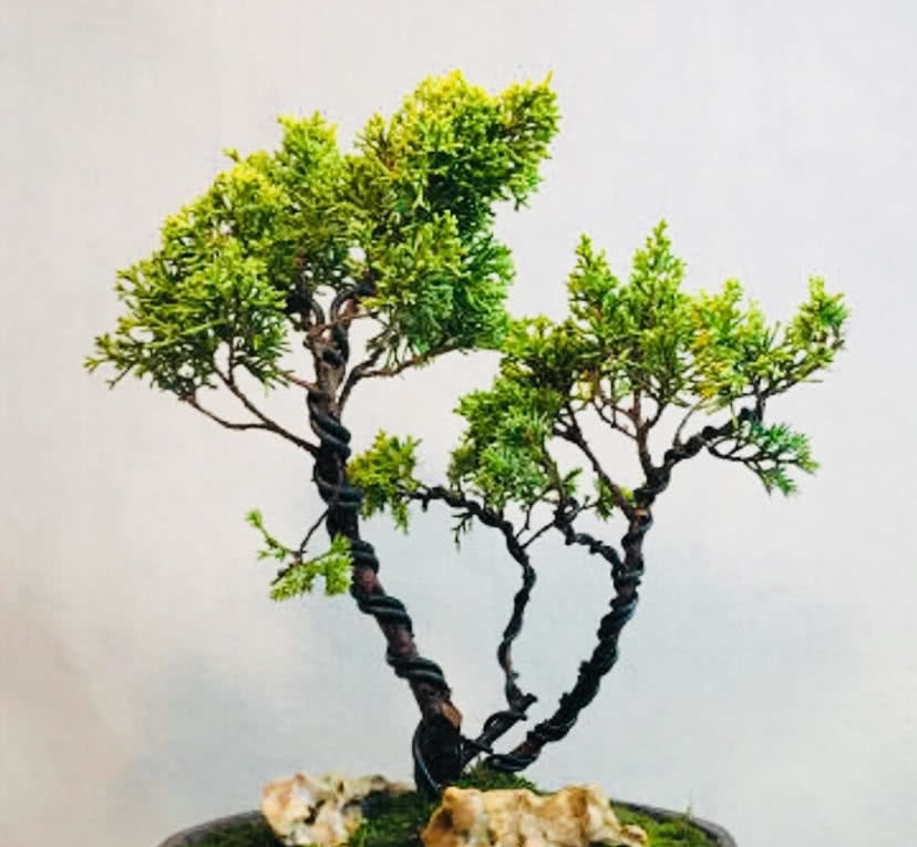 盆景欣赏：盆景塑造讲究师法自然 因势造型才能塑造佳景