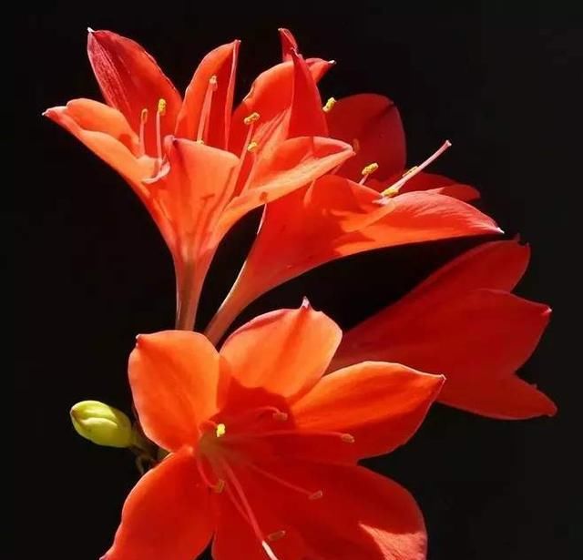  『记住』养好朱顶红，这些要点要记住，开花多又漂亮