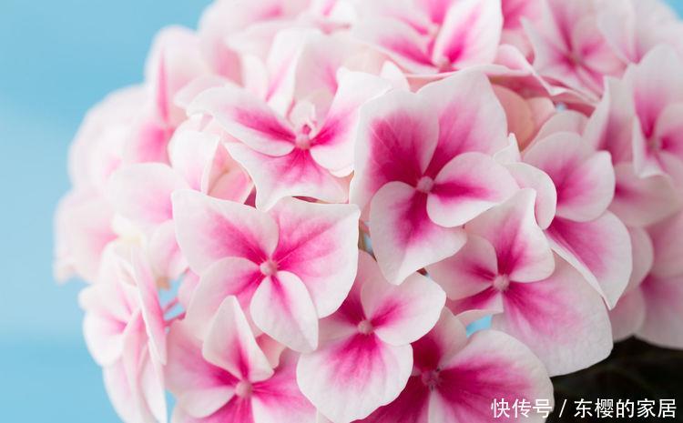  打造：5种花好养又漂亮，浇水就疯长，蹭蹭长爆盆，轻松打造小花园