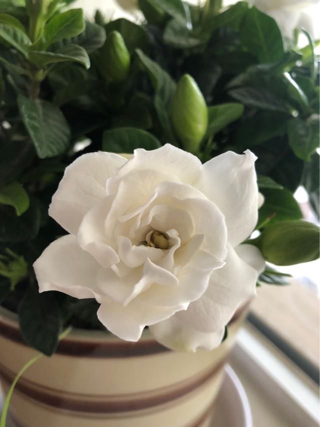  『养护栀子花』养栀子花，要注意3多1少，花大又稠密