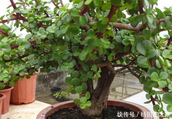『将齿』如何将齿苋树变成老桩?学会4个养护重点,难度系数可为零