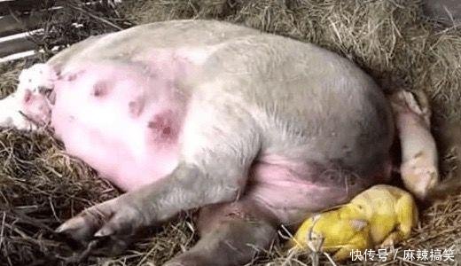 农村大爷守着母猪生崽，突然看到生下小金猪，兽医发现了真相！