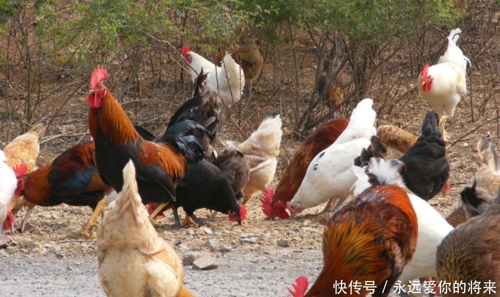  【喜欢】在农村，老一辈的农民总是喜欢养几只鸡，你知道是为什