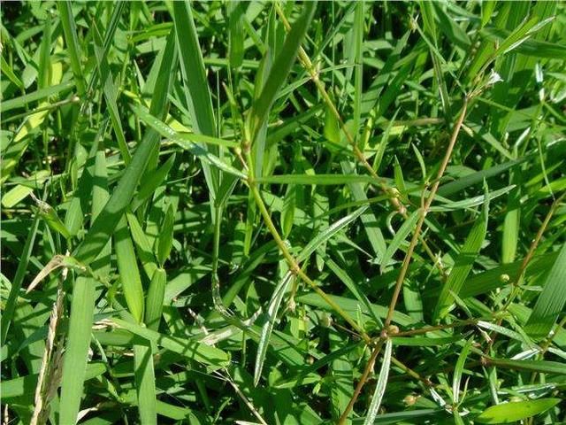 农村见到这野草别拔，采回家晒干泡茶，价值高菜园子里最多