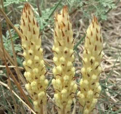  「种植物」农村山沟里，生长着1种“野草”，被称为“列当”，看到请保护