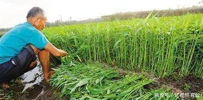 广西农村这种蔬菜，农民卖到美国比肉还贵，一年就赚三十多万