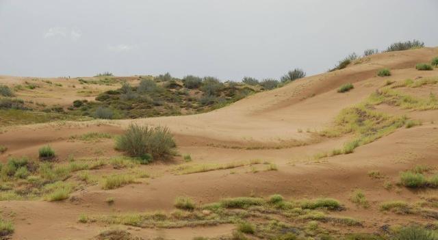 世界上第一个把沙漠变“绿洲”的国家, 不是日本, 也不是以色列