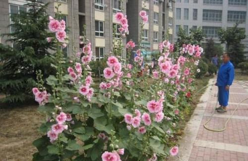 凤仙花@农村院子里,常养的“5种花”,不费力,一养就成大花海