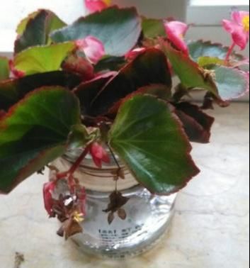 【养花】水培四季海棠,有弊端,要改正,越养花越少