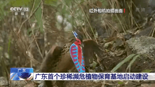  「自然保护区」广东首个珍稀濒危植物保育基地启动建设