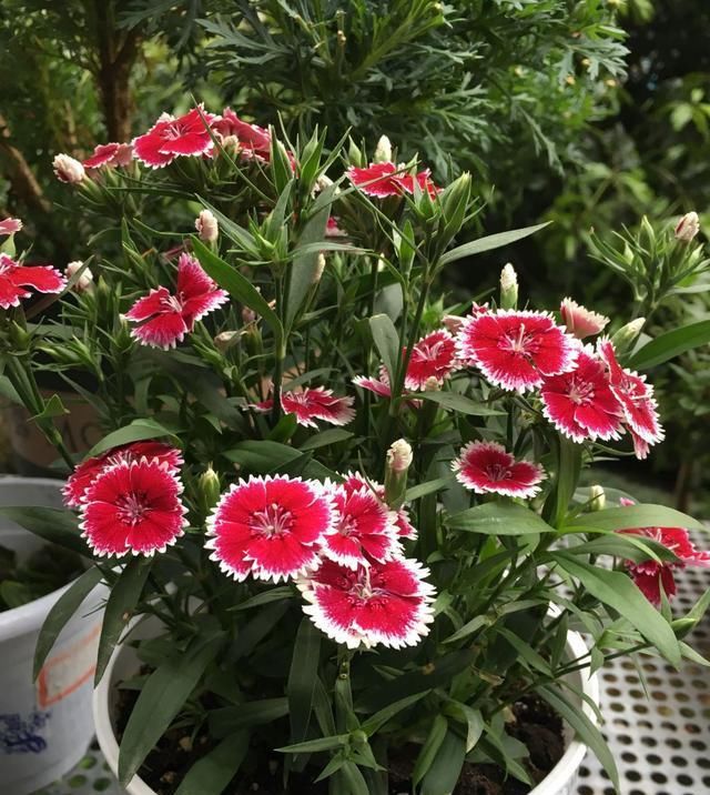  「观赏价值」这种盆栽花耐寒，在东北也能栽培，四季开花，观赏价值高，冬天也能栽培