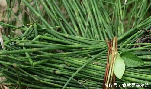  「观赏价值」在农田，1种“杂草”不起眼，被称为“木贼草”，1斤卖到“5元”