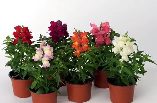  「昆虫」6种特别容易吸引有益昆虫的开花植物，花朵都特别灿烂迷人