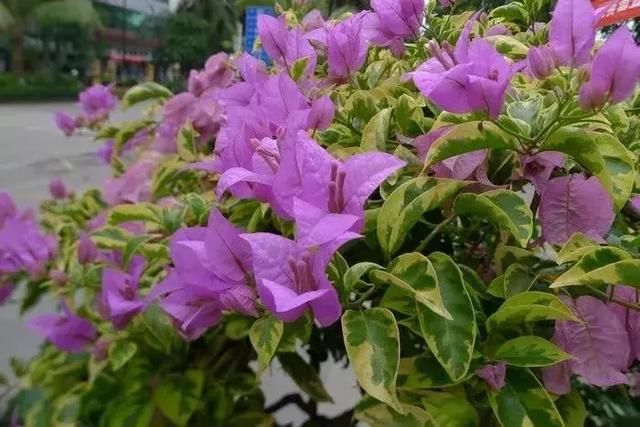 春季花开哪家强？云南16州市最美赏花点看过来！