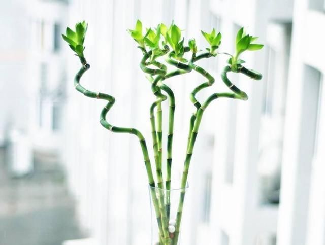  「植物」喜欢水培植物就养这几种，养了保证不后悔！