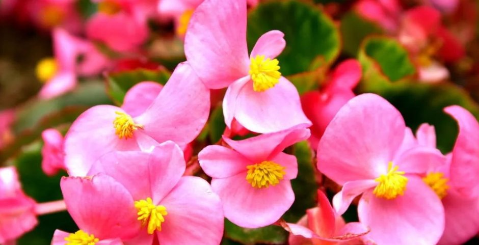  『花园』喜欢养护花卉，就选这5款花，全年开花不断，阳台变成“小花园”