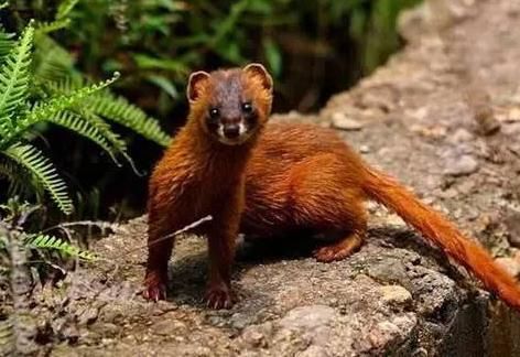  「野鸡」黄鼠狼全身是宝，经济价值也高，为何在农村却没有人养