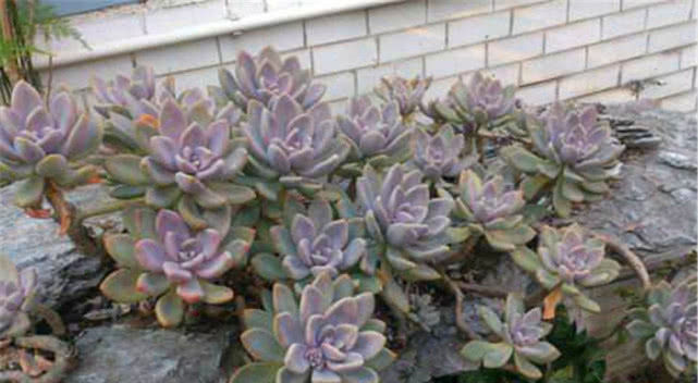 #种多肉植物#多年前,这种“多肉”在农村“成灾”,皮实爆盆快,是麻雀的最爱