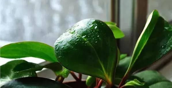 【搜罗】史上最全“懒人植物”大搜罗,看看哪盆才是你的心头好