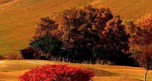 秋天的坝上，中国最美，不可忽略的一抹金黄