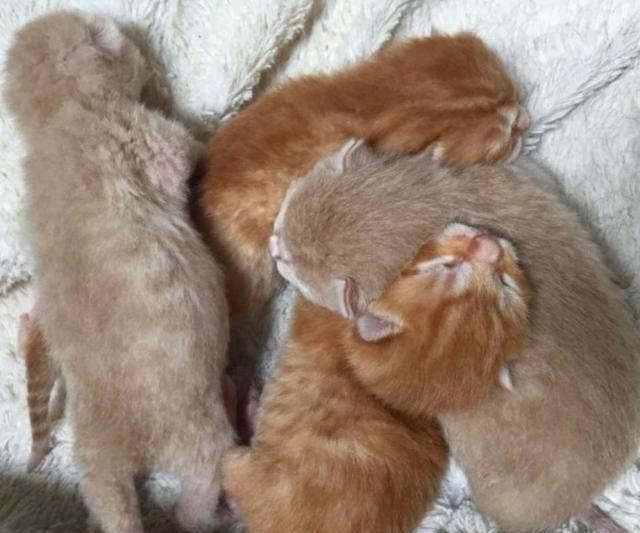 『小伙』怀孕母猫路边求助,小伙带回家以为赚了,结果生出4只纯色小橘猫