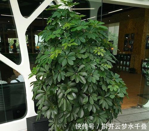  [土壤]招财树换盆，3个原则不能错，7天就缓苗，叶片多，八方来财