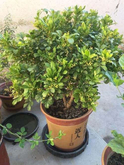  #好坏#家养一盆“米兰花”，条件好坏都开花，越晒越泼辣