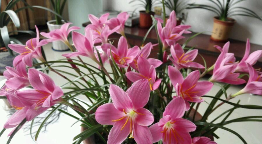  「入手」夏季最好养的花，丢土里就能活，花色美丽，花期达半年，值得入手