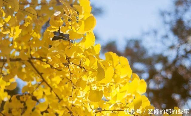  红豆杉|4种“如意”树，一边欣赏一边乘凉，种在院子寓意好