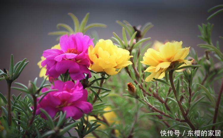 「插进」养花很难?可以尝试此5种,插进土里就能活,开花爆盆很简单