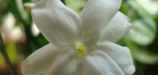  『花期』茉莉花什么时候开花，茉莉花一年可开三次花