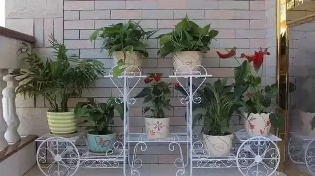  #花架#原来阳台还能这样种花, 一看就像个花园, 太漂亮了!