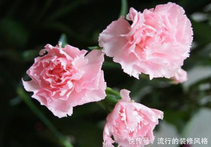『轻松』家养康乃馨总是长不好,学会这三个小技巧,轻松开出大花球