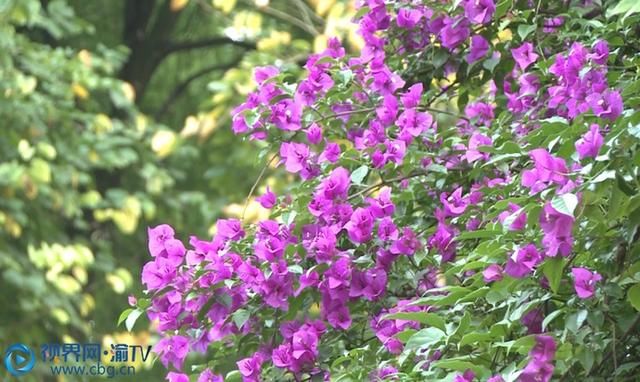  城市|三角梅朵朵绽放 城市增添勃勃生机