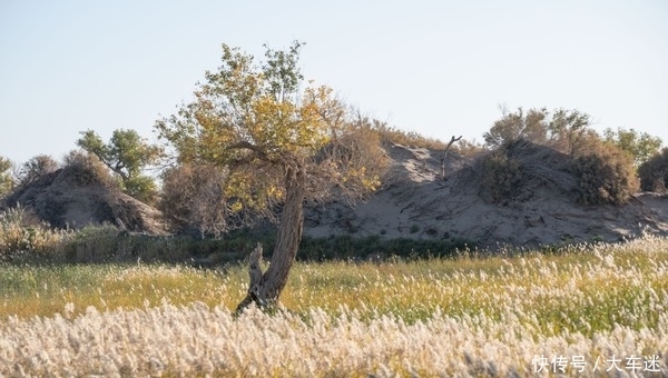生三千年,死后再挺三千年,这里的树木不得了!