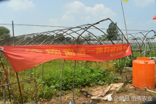农民种植大棚葡萄，预计收入200万元，每天24小时轮流守护