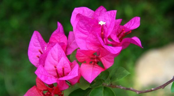  漂亮@“5种花”随便养，新手都能长爆盆，阳台变“花海”，非常漂亮！