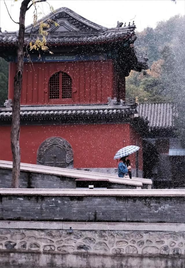 大觉寺|除了“千年银杏”，这里的猫似乎更出名