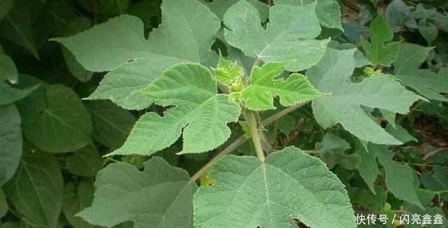  『砖缝』这植物名叫构树，繁殖能力超强，石头缝、砖缝都能长，令人讨厌
