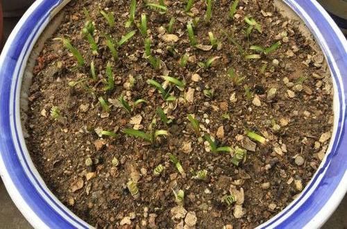 「花友」风雨兰开花少？丢在外面“多淋雨”，花箭窜满天，1球开出6朵花