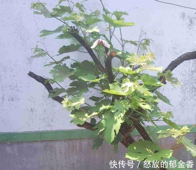 『记住』阳台如何种葡萄?记住4点,果子数量多,一串串挂满了,好吃好看