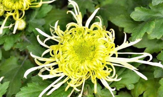  「优雅」喜欢欣赏菊花，我会保留一壶《菊中珍品》，随风飘绿，像飘逸的丝绸，优雅迷人
