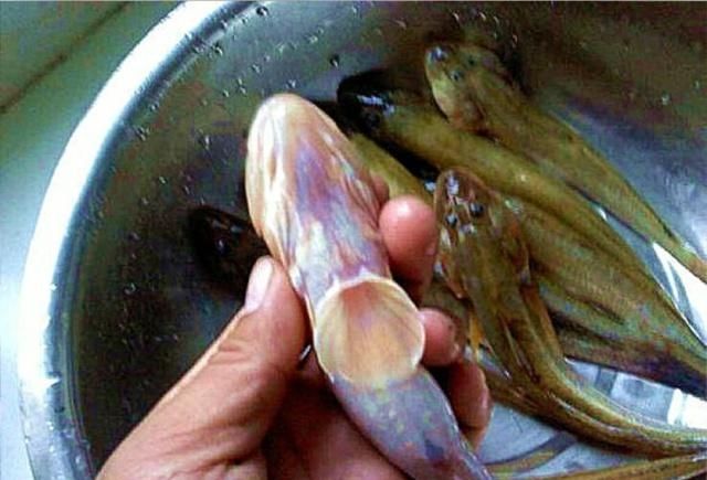  「扔吧鱼」这种鱼号称水中秃鹫，个头虽小但却异常凶猛！渔民：钓到就扔了吧
