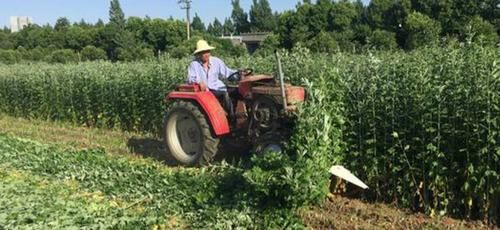  #村民#在农村，种植艾草能赚大钱，这是真的吗？