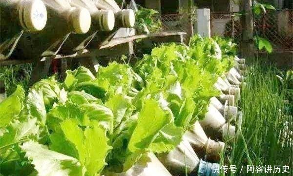 『就可以』封城期间少出门,朋友阳台种了3种菜,10天长满盆,掐着炒菜真香